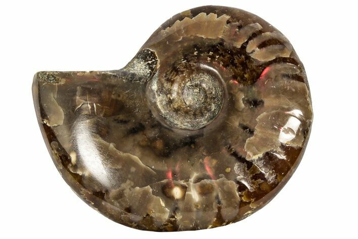 Red Flash Ammonite Fossil - Madagascar #187280